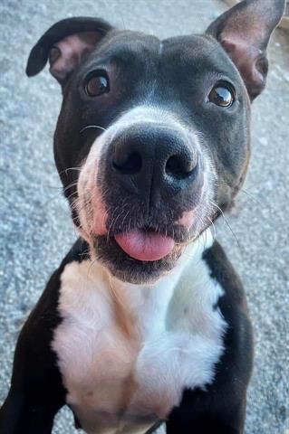 JUNE, an adoptable Pit Bull Terrier Mix in Toledo, OH_image-1