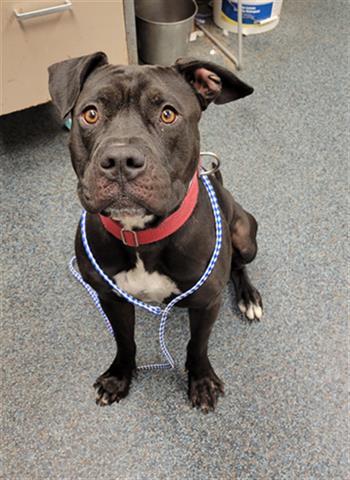 BRONCO, an adoptable Pit Bull Terrier Mix in Toledo, OH_image-1