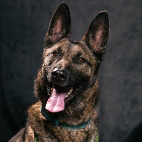 PEETA, an adoptable German Shepherd Dog in Camarillo, CA, 93010 | Photo Image 1