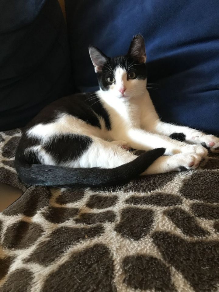 Dolly Purrton  1