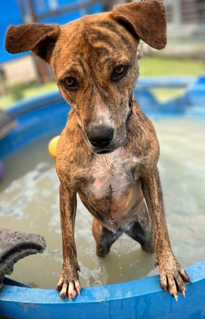 Phuroidao (Soi Dog)