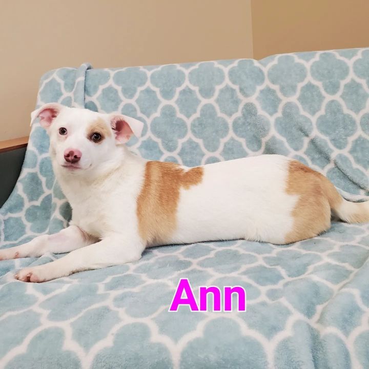 Ann 1