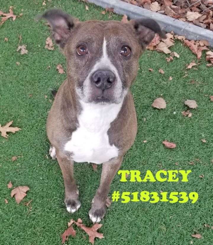 Tracey, an adopted Pit Bull Terrier Mix in Wilkes Barre, PA_image-1