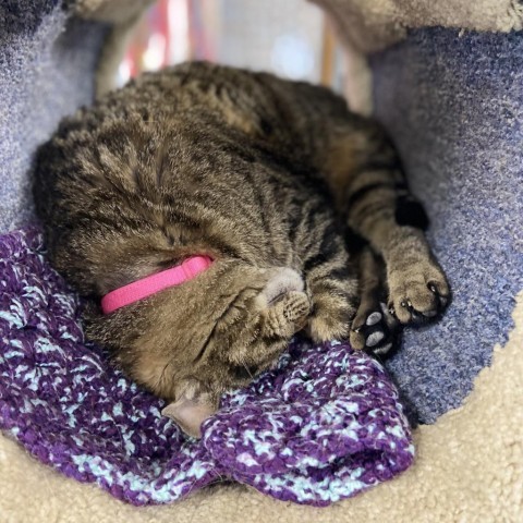 Patty, an adoptable Domestic Short Hair in Buffalo, WY, 82834 | Photo Image 1