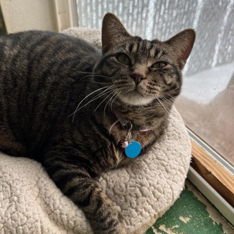 Patty, an adoptable Domestic Short Hair in Buffalo, WY, 82834 | Photo Image 2