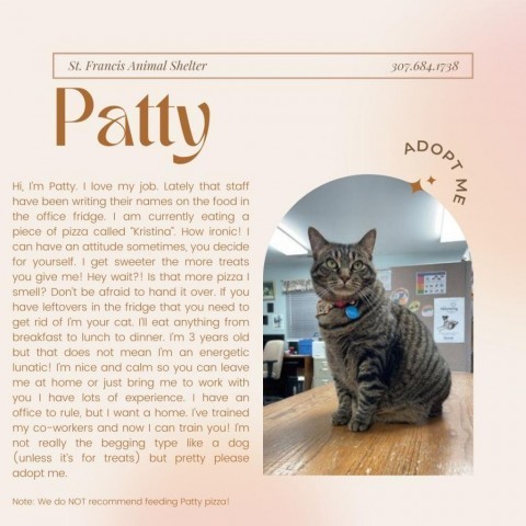 Patty, an adoptable Domestic Short Hair in Buffalo, WY, 82834 | Photo Image 5