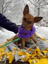 Abigail 10 lbs of love (EVENT SATURDAY- 1-4- 5348 Dixie Hwy Waterford, MI 48329