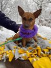 Abigail 10 lbs of love (EVENT SATURDAY- 1-4- 5348 Dixie Hwy Waterford, MI 48329