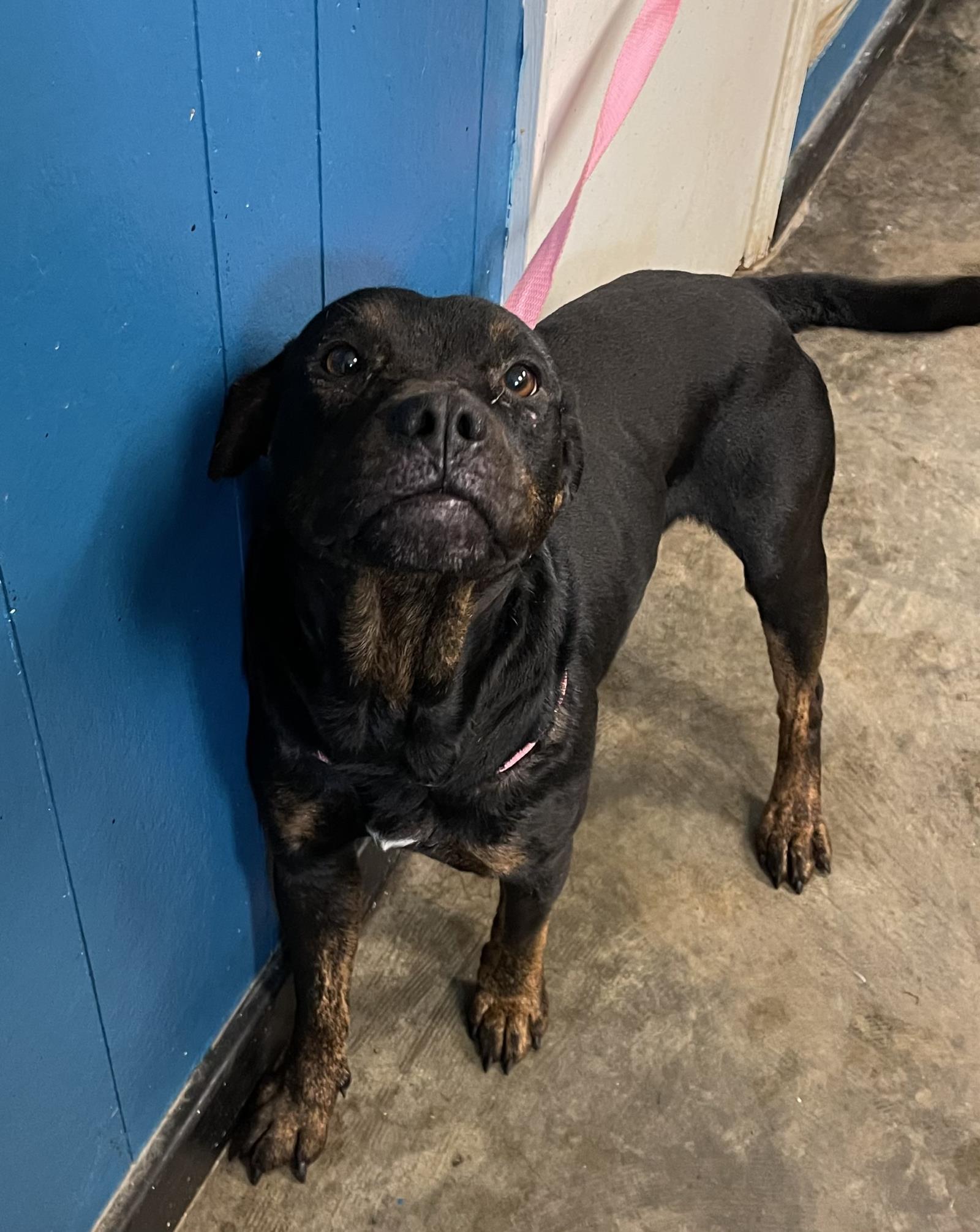 Dog for adoption - Abu, a Rottweiler Mix in Ozark, AL | Petfinder