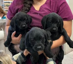  2 black lab mix puppies:   Truman, Spice