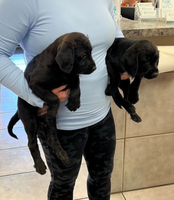  2 black lab mix puppies:   Truman, Spice 2