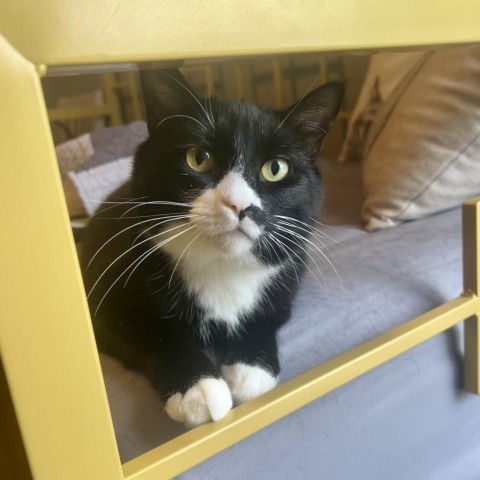 Maeve, an adoptable Domestic Medium Hair in St. Louis, MO, 63118 | Photo Image 6