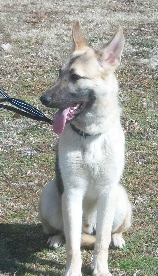 Dog for adoption Axle, a German Shepherd Dog in Sulphur, OK Petfinder
