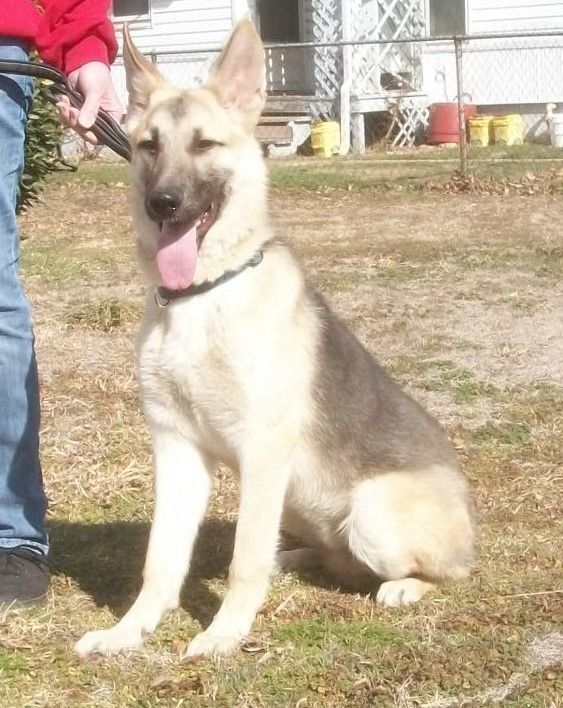 Dog for adoption Axle, a German Shepherd Dog in Sulphur, OK Petfinder