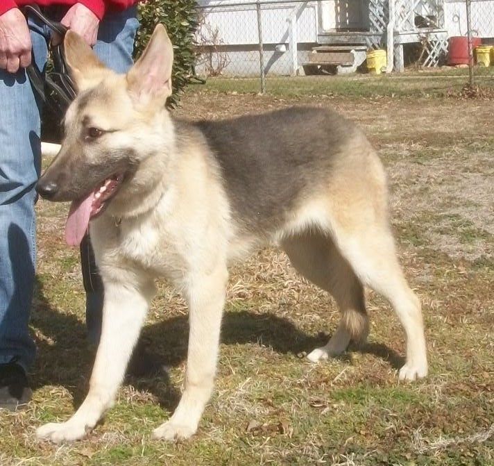 Dog for adoption Axle, a German Shepherd Dog in Sulphur, OK Petfinder