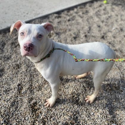  Short Legs Sal, an adoptable Mixed Breed in Janesville, WI, 53545 | Photo Image 1