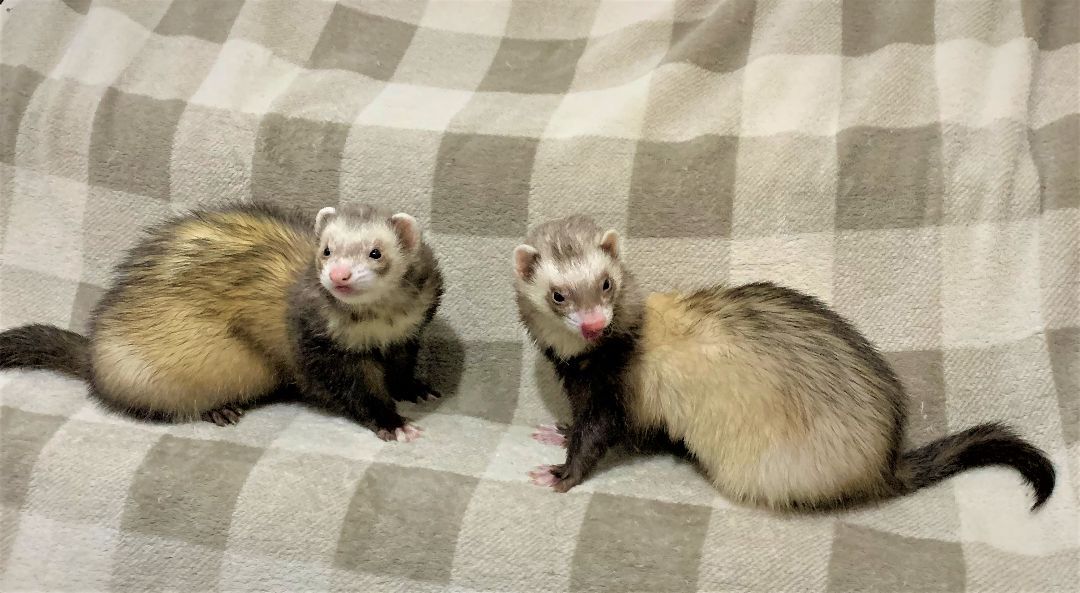 Ferret for adoption TinySpencer, a Ferret in Grand Rapids, MI Petfinder