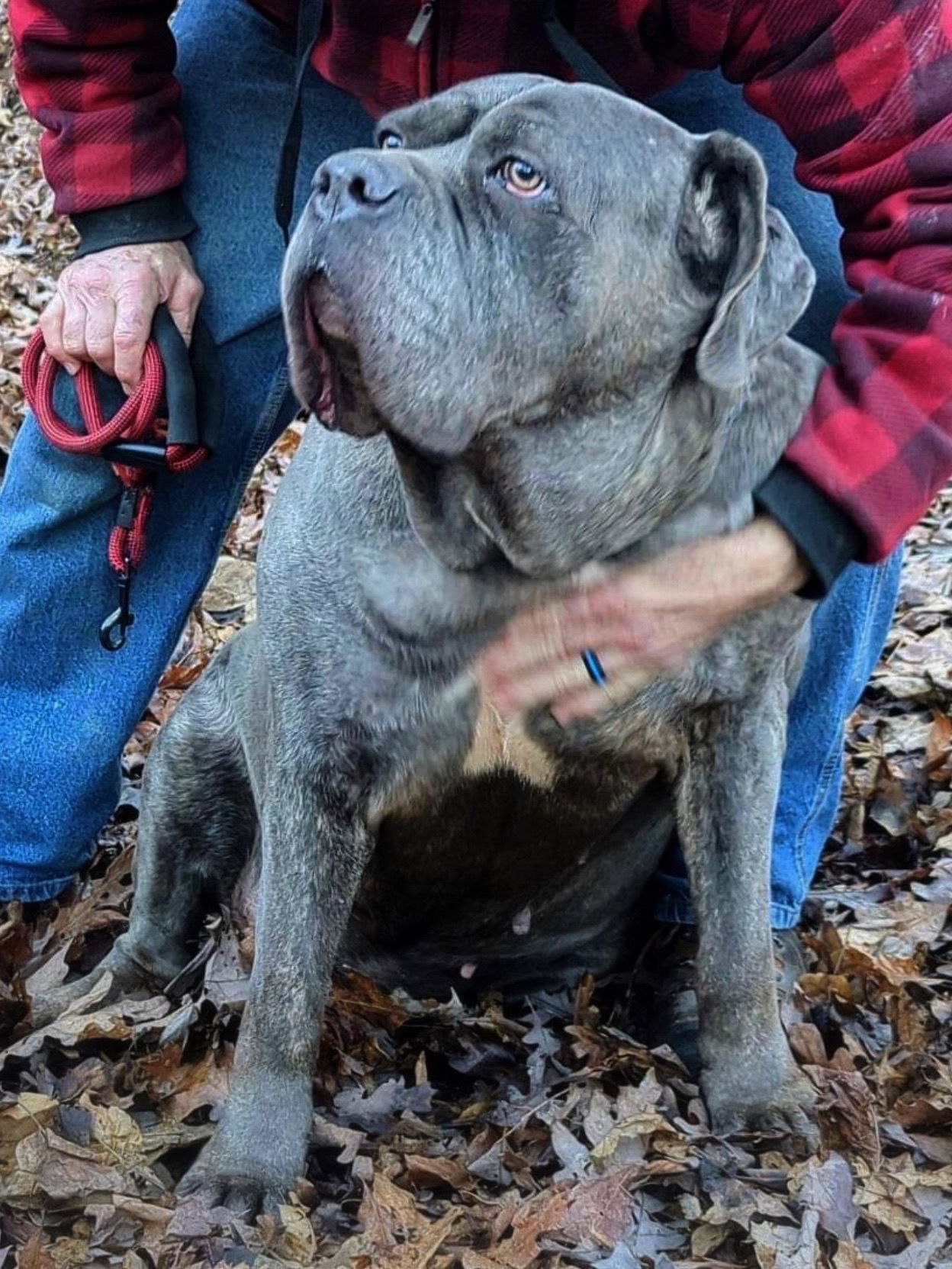 Connie, an adoptable Cane Corso, Neapolitan Mastiff in Marion, NC, 28752 | Photo Image 1