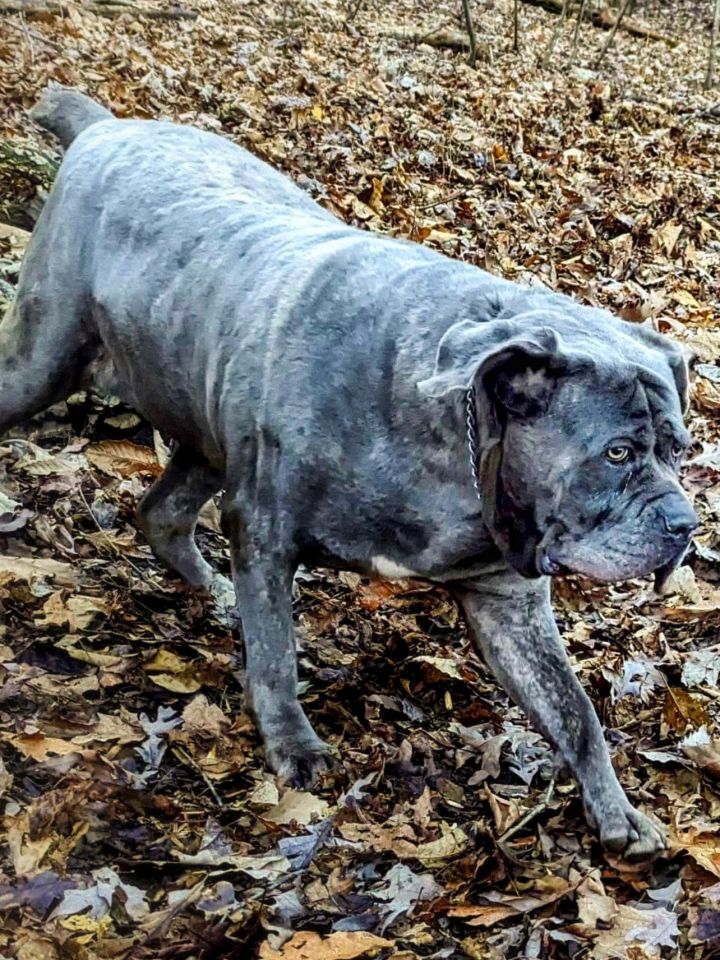 Dog for adoption - Connie, a Cane Corso & Neapolitan Mastiff Mix in ...