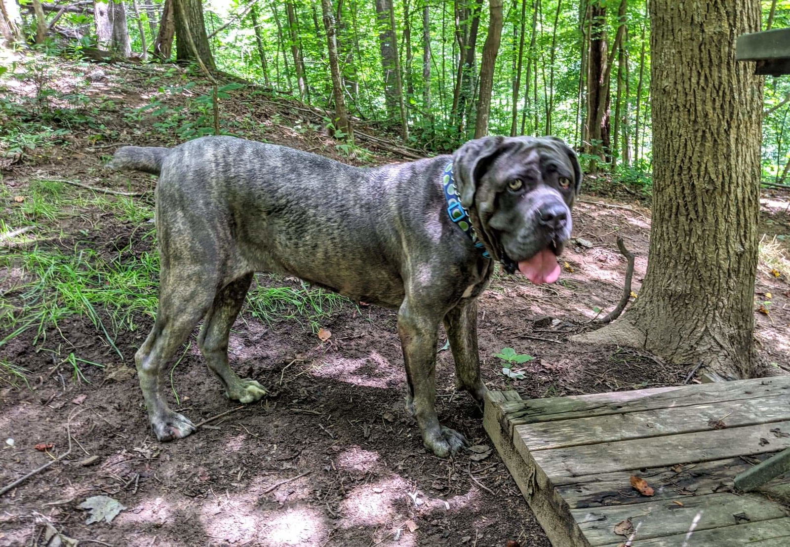 Connie, an adoptable Cane Corso, Neapolitan Mastiff in Marion, NC, 28752 | Photo Image 3