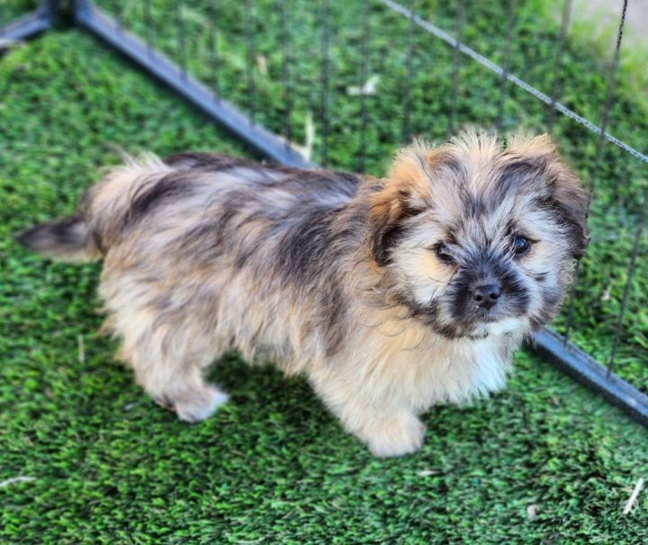 Mickey , an adopted Maltipoo & Yorkshire Terrier Mix in Santa Monica, CA_image-3