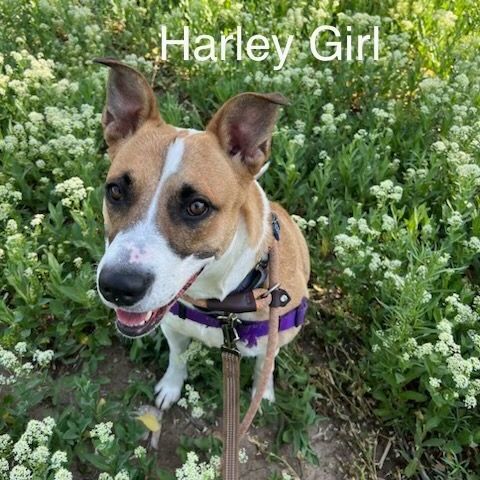 Harley Girl, an adoptable Pit Bull Terrier, Australian Cattle Dog / Blue Heeler in Pueblo, CO, 81001 | Photo Image 1