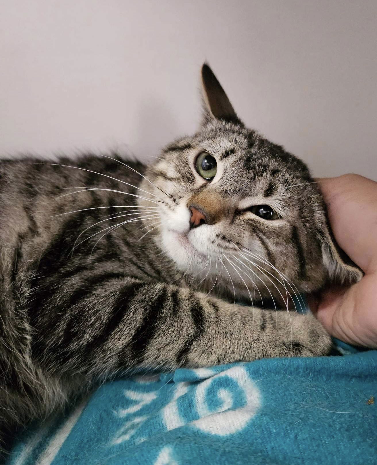 Raccoon, an adoptable Domestic Short Hair in El Centro, CA, 92243 | Photo Image 1