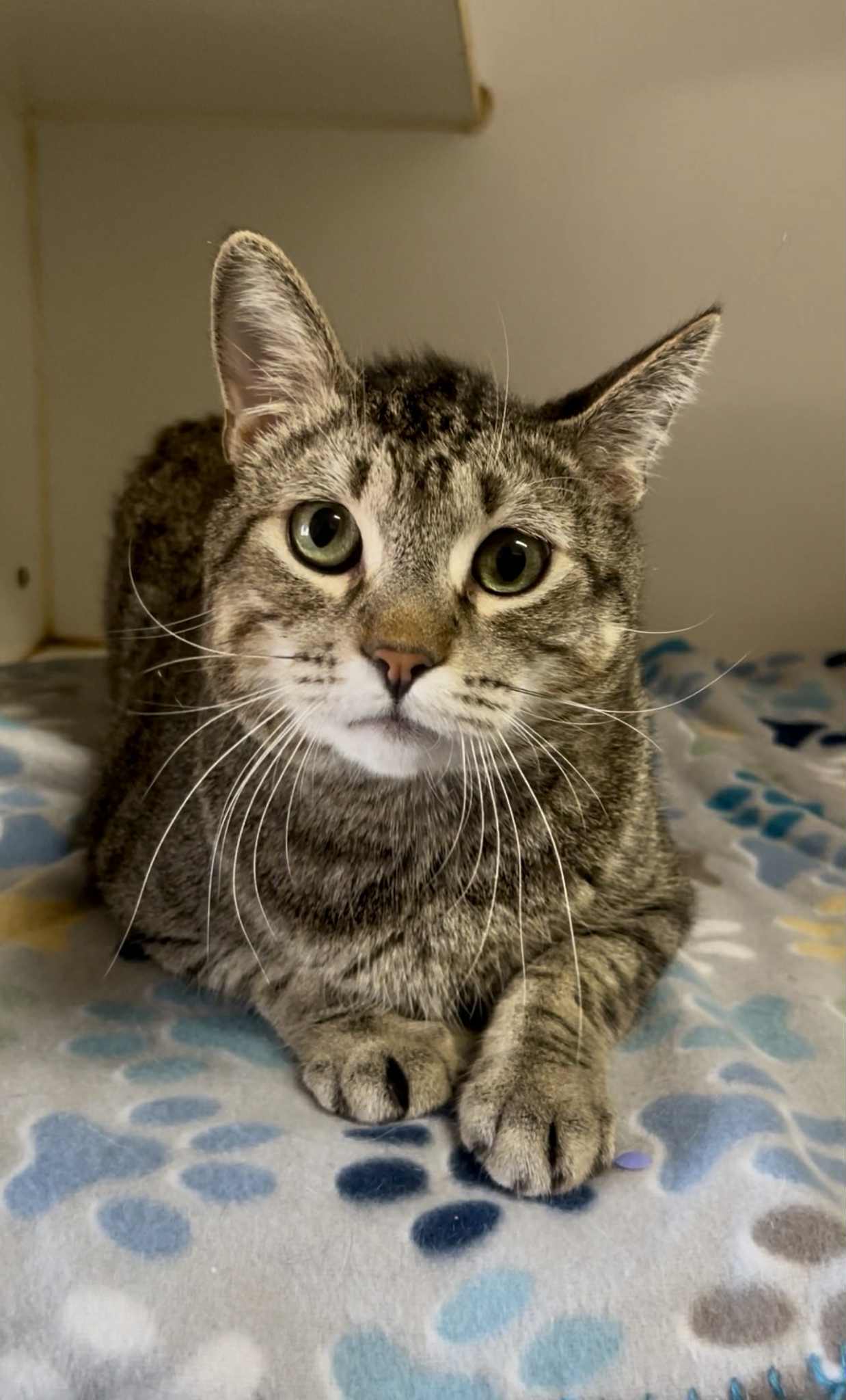 Raccoon, an adoptable Domestic Short Hair in El Centro, CA, 92243 | Photo Image 1