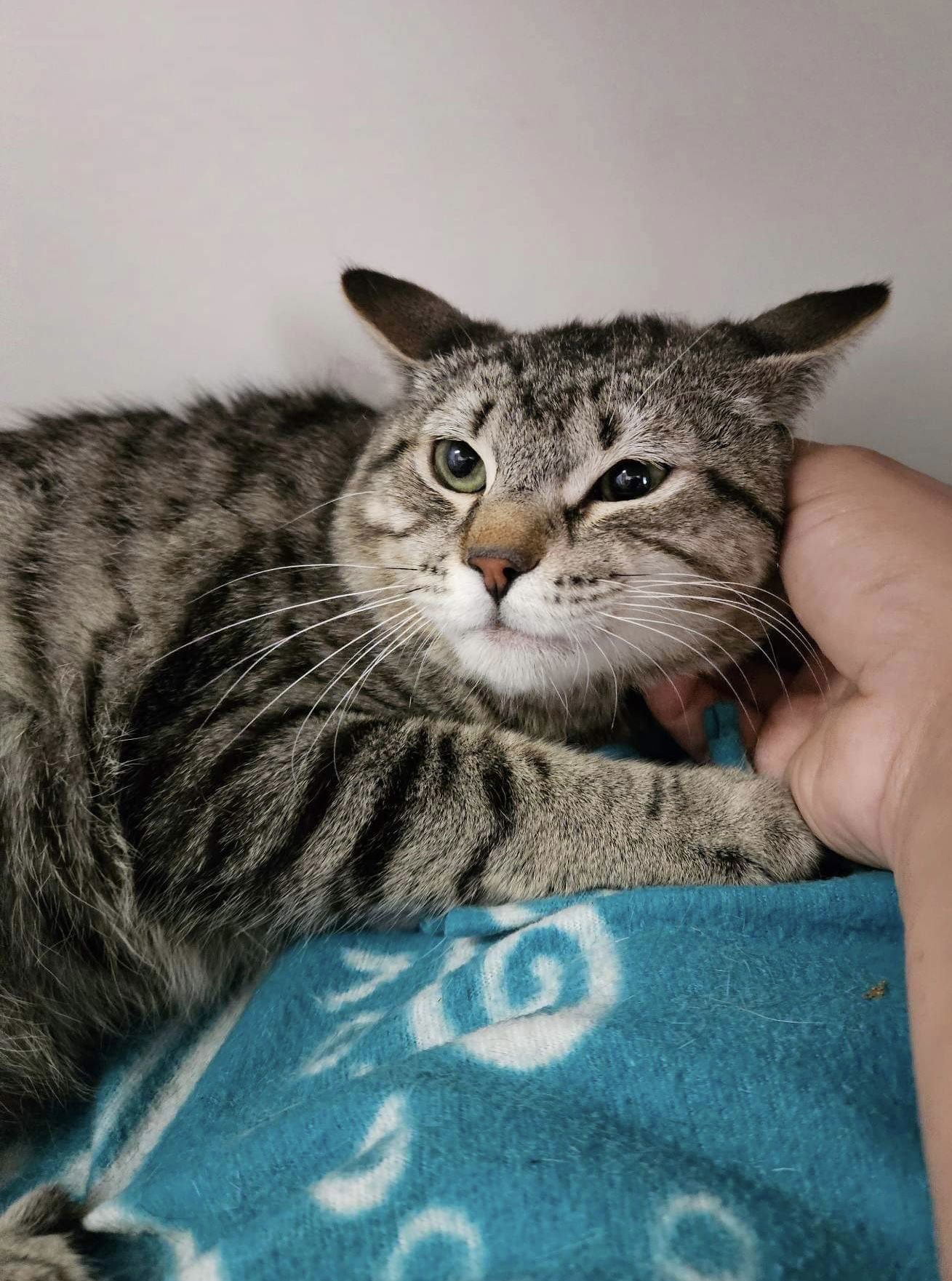 Raccoon, an adoptable Domestic Short Hair in El Centro, CA, 92243 | Photo Image 2