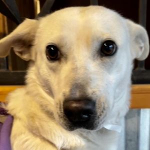 Katie, Adult Female Labrador Retriever