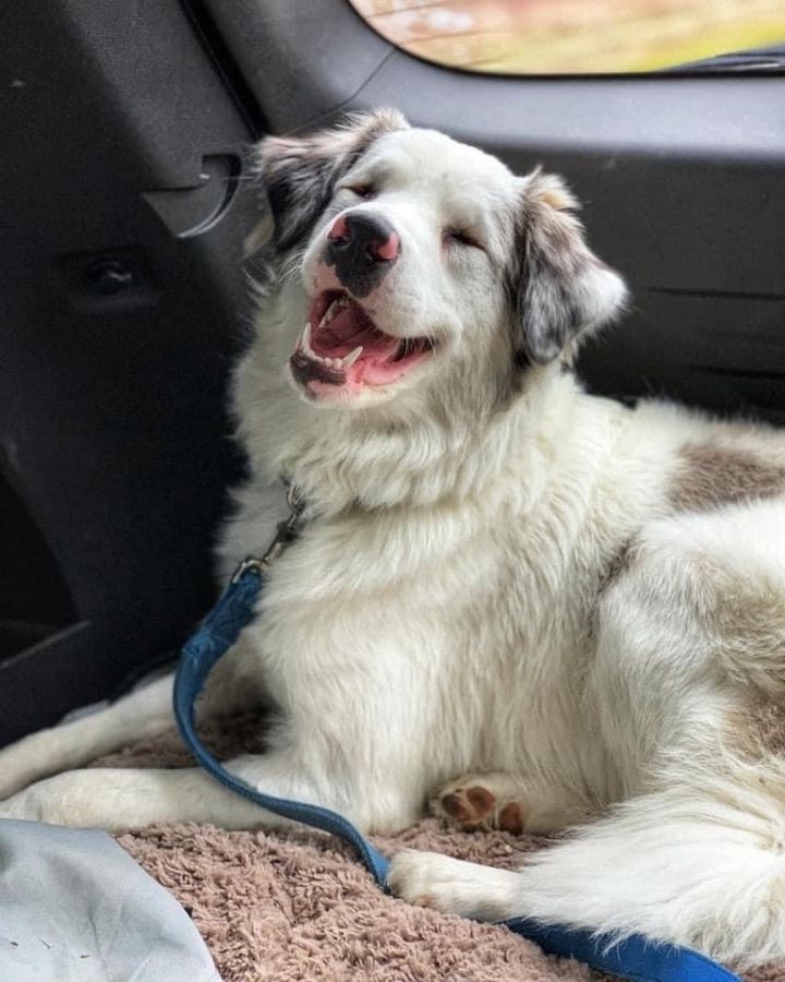 Great pyrenees setter store mix