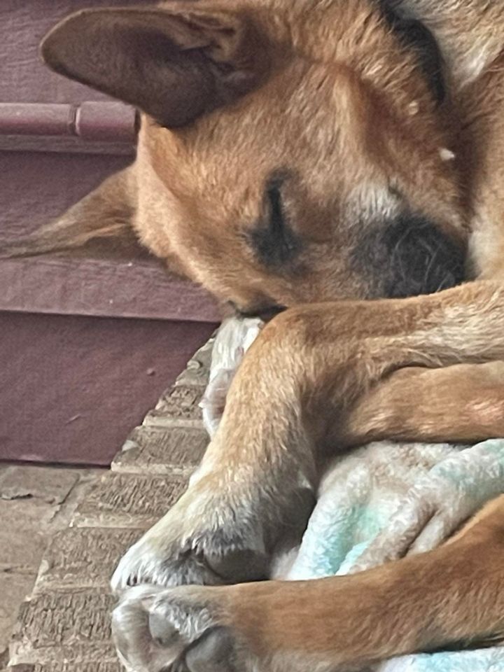Stacey, an adoptable German Shepherd Dog in Montgomery, AL_image-3