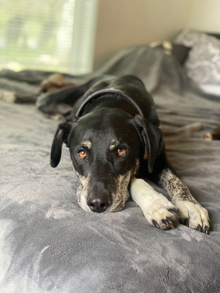 Dog for adoption - Oso!, a Hound & Retriever Mix in Roseville, CA |  Petfinder