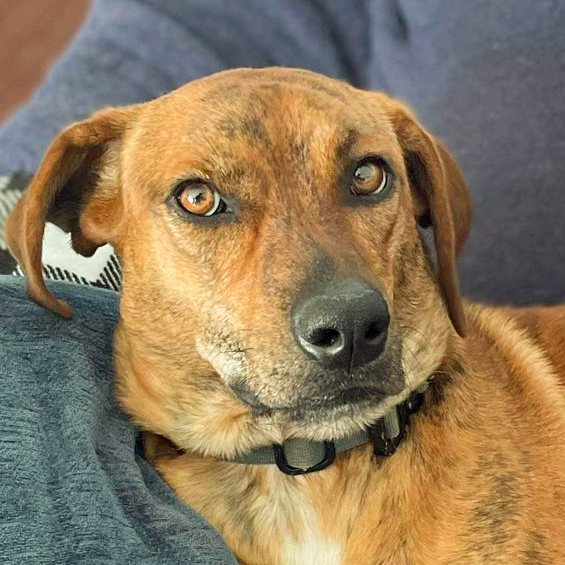 Ozzy, an adoptable Basset Hound Mix in Knoxville, TN_image-1