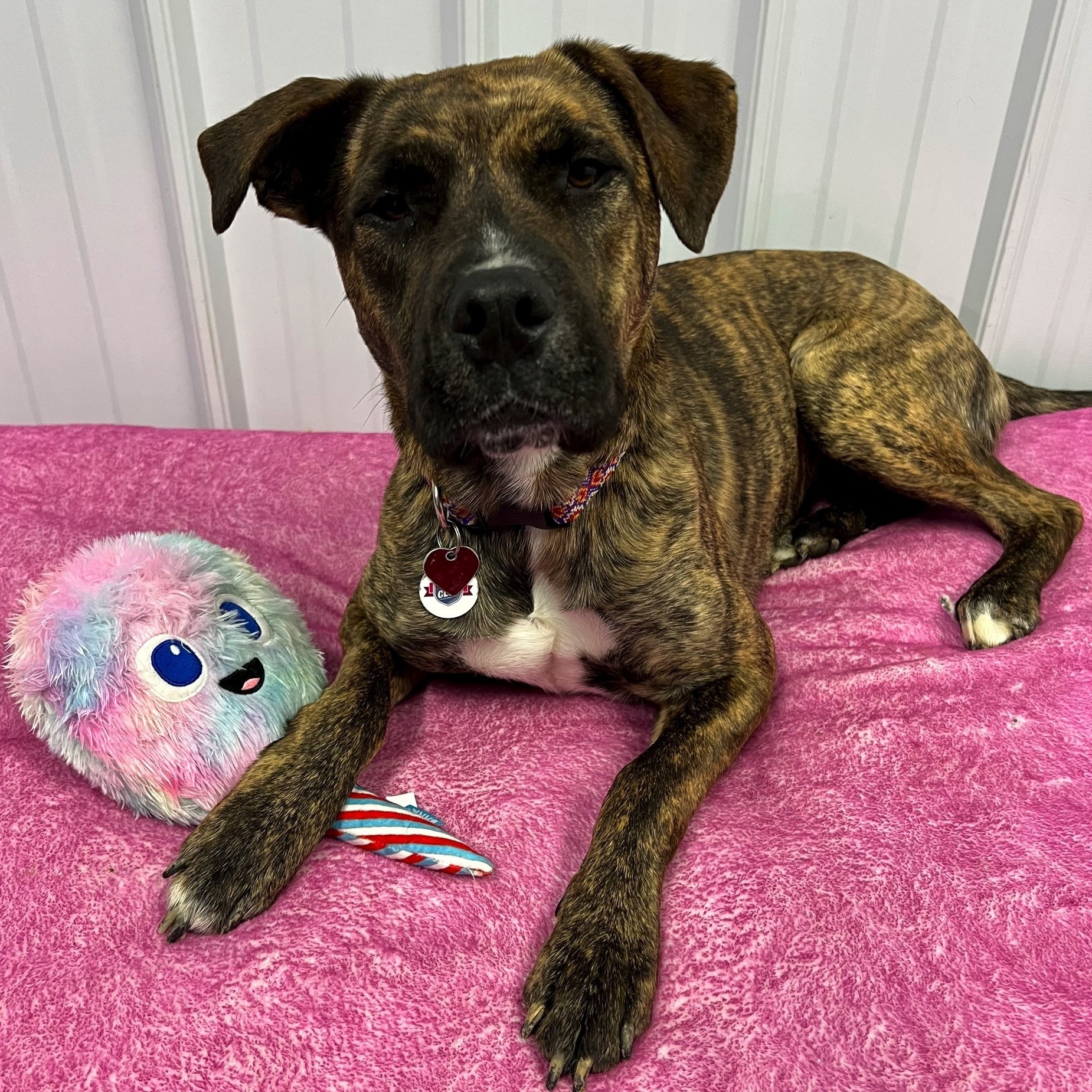 Dog for adoption Rhea, a Bullmastiff Mix in High Ridge, MO Petfinder