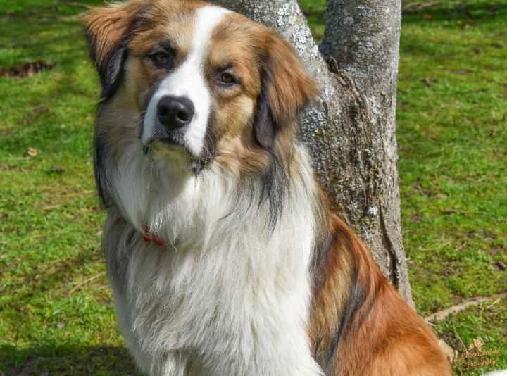 Emrys, an adopted Bernese Mountain Dog & Australian Shepherd Mix in Kiowa, OK_image-1