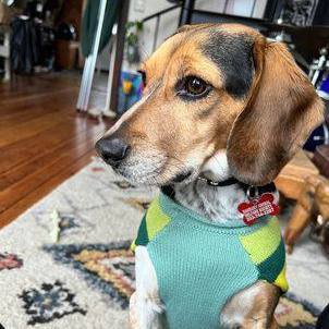 Buddy, an adopted Beagle Mix in Danbury, CT_image-2