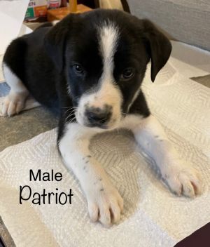 Dogs for Adoption Near Indiana, IN | Petfinder