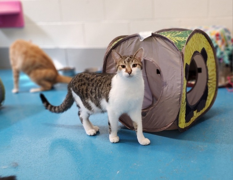 Loki, an adoptable Domestic Short Hair in Muskegon, MI, 49443 | Photo Image 1