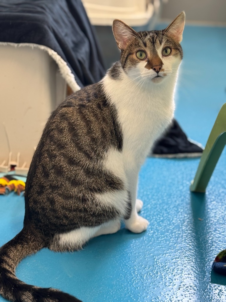 Loki, an adoptable Domestic Short Hair in Muskegon, MI, 49443 | Photo Image 1