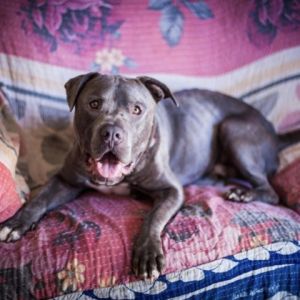 Balue Pit Bull Terrier Dog