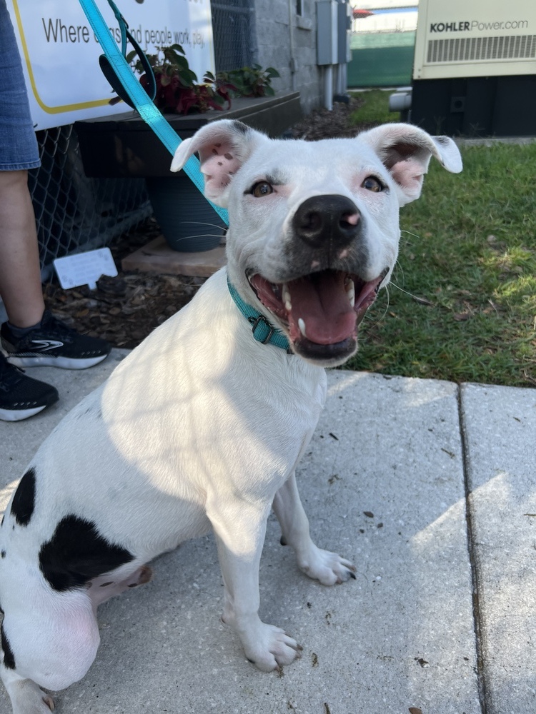 Gatsby, an adoptable Pit Bull Terrier, Hound in Orlando, FL, 32807 | Photo Image 2