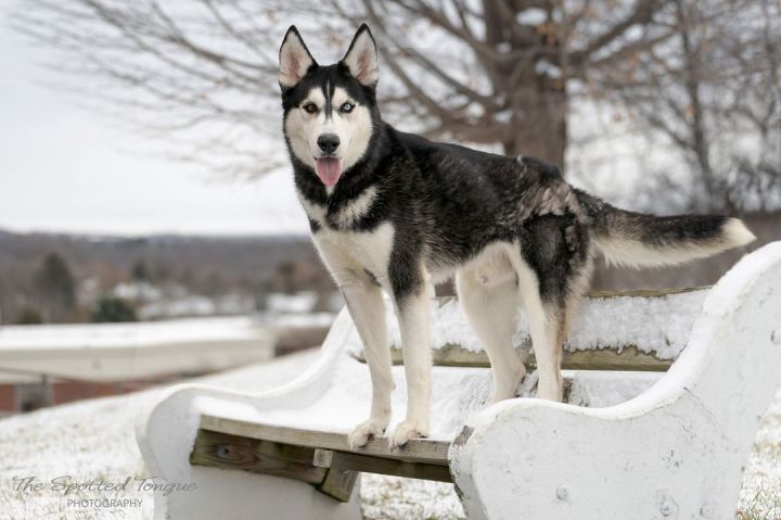 Joker, an adopted Siberian Husky in Manlius, NY_image-3