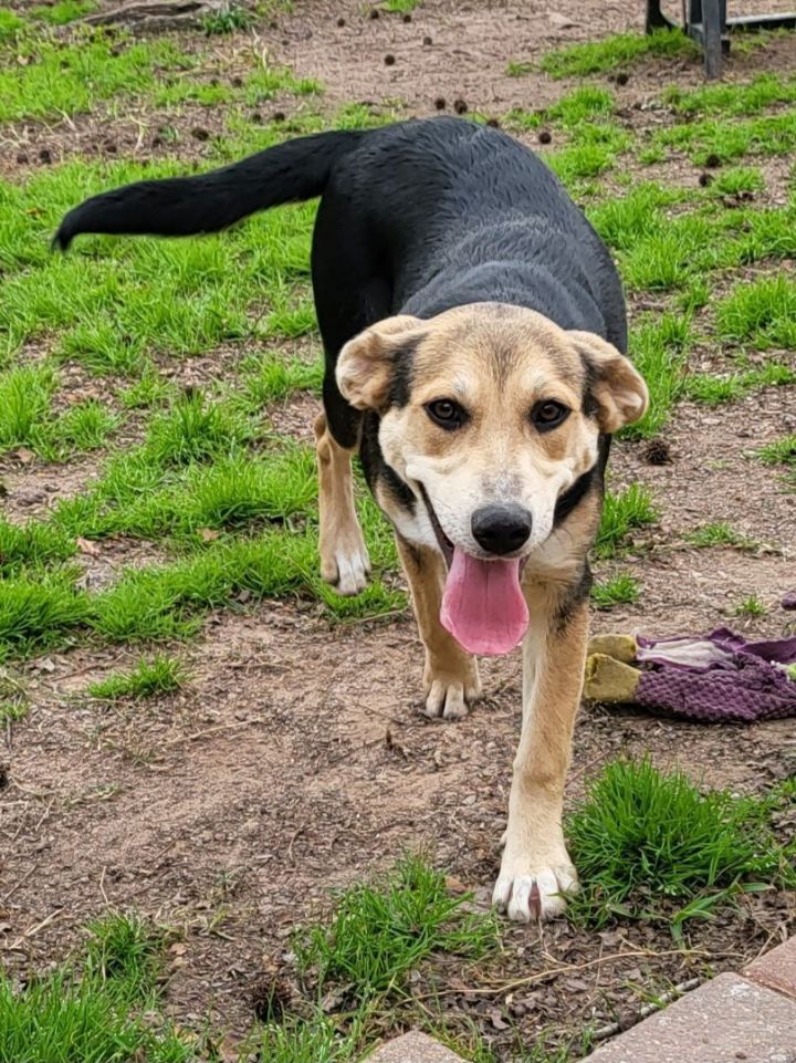 Prada, an adoptable Bernese Mountain Dog Mix in Magnolia, TX_image-3