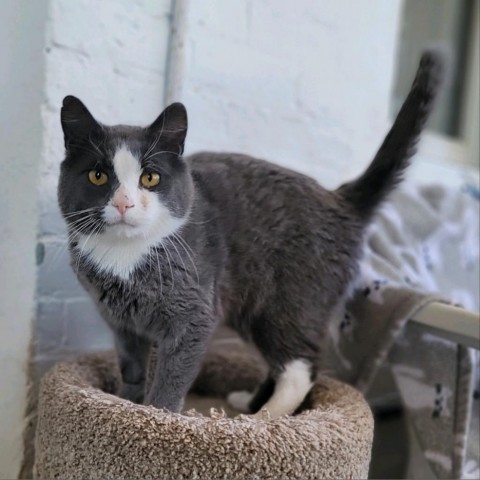 Chickadee, an adoptable Domestic Short Hair in Middletown, NY_image-3