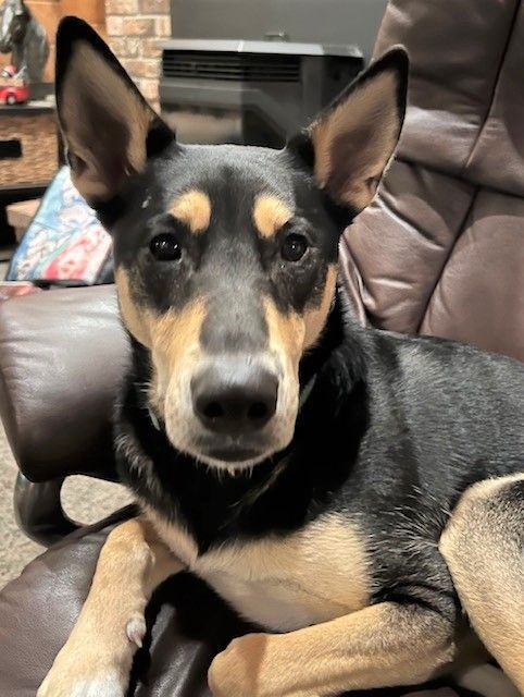 SALLY -TOTAL SWEETHEART playful perfect companion NEEDS FOSTER 1