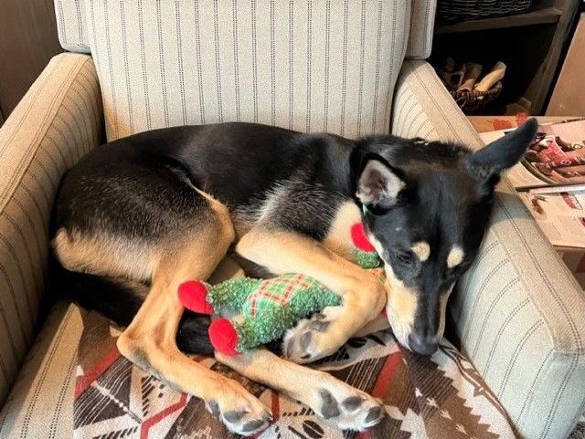 SALLY -TOTAL SWEETHEART playful perfect companion NEEDS FOSTER 3