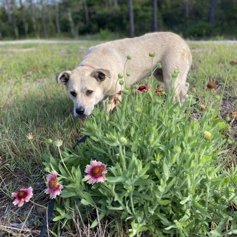 CeCe, an adoptable Labrador Retriever in Freeport, FL, 32439 | Photo Image 1