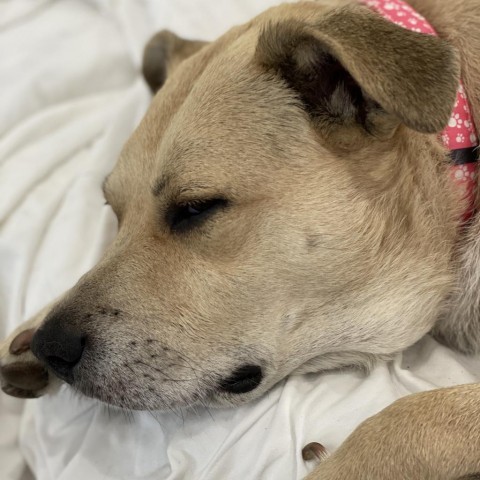 CeCe, an adoptable Labrador Retriever in Freeport, FL, 32439 | Photo Image 5