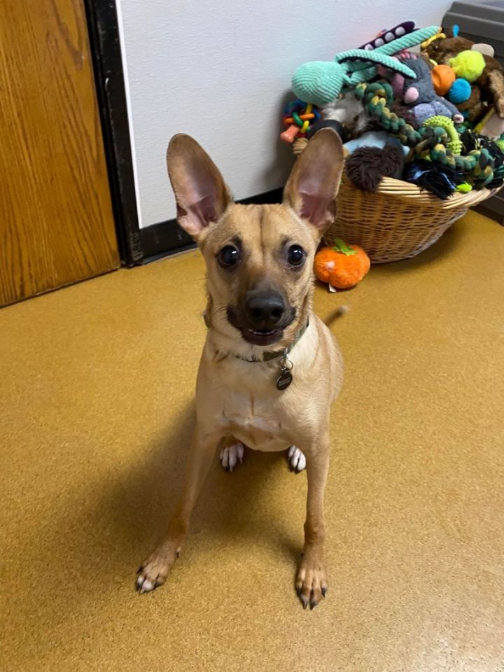 Brody, an adopted Rat Terrier & Chihuahua Mix in Maryville, MO_image-4